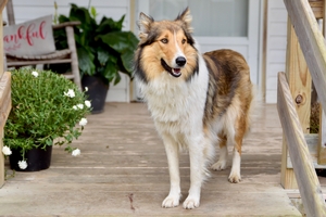 Grant's Flicka of Stillwaters